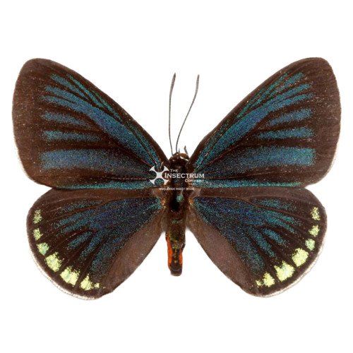 EUMAEUS TOXEA The Toxea butterfly